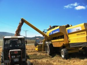 Samsun'da Buğday Hasadı 372 Bin Ton Olarak Gerçekleşti
