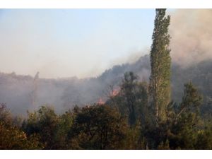 Sakarya’daki Orman Yangını Kontrol Altına Alındı
