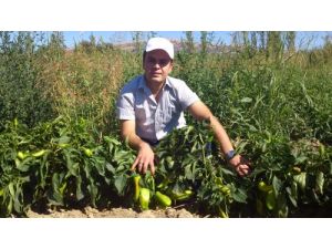 Çağlayancerit'te Cevizin Alternatifi Salçalık Biber