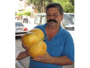 Üçü Bir Arada Kavun!
