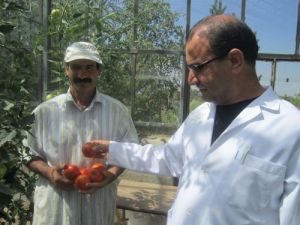Aü Ziraat Fakültesi, Organik Sebze Ve Meyve Üretiyor