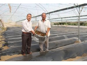 Hatay'da 14 Çiftçiye 120 Bin Çilek Fidesi Dağıtıldı