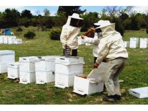 Darende’de Arıcılık Projeleri Hayata Geçiyor