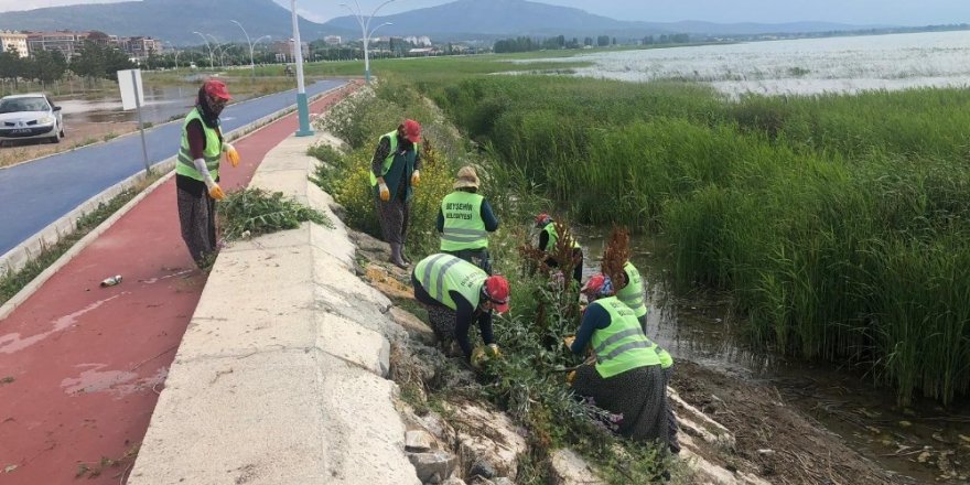 Beyşehir Belediyesinden göl kıyılarında yabani ot mesaisi