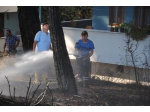 Manavgat Türkbeleni'nde Çıkan Orman Yangında Bir Dönümlük Alan Zarar Gördü