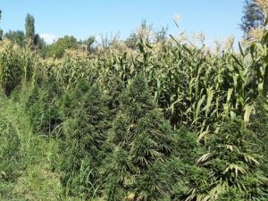 Mısır Tarlasında Kenevir Yetiştiren Şahıs Gözaltına Alındı