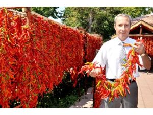 Karaağaç Acı Biberinin Hasadına Başlandı