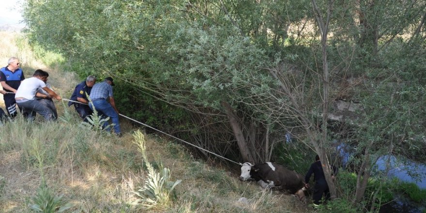 Sulama kanalına düşen ineğe kurtarma operasyonu