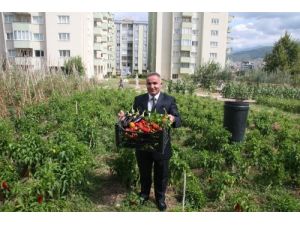 Şehrin Göbeğindeki 17 Milyon Liralık İmarlı Arsada İsot Yetiştirip Kebap Yapıyor