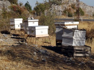 Seydişehir'de bal kovanlarını çaldılar