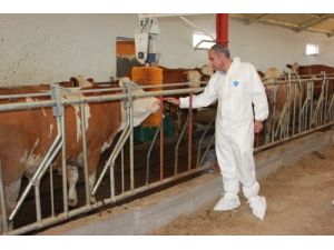 Almanya'dan Bulanık'a 300 Sığır Getirildi