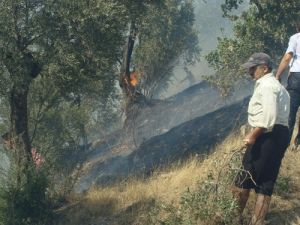 Aydın'da Tarım Arazisinde Yangın: 10 Hektarlık Alan Zarar Gördü