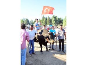 Ula'da Boğalar Spor Kulübü Yararına Güreşti