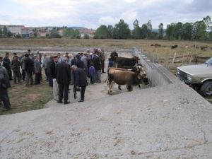 Eflani’de Kurbanlıklar Görücüye Çıktı
