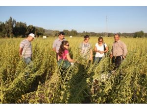 Muğla'da Susam Hasadı Başladı
