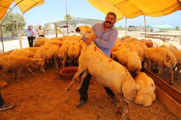 Kurban kesim bedelleri belirlendi