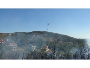 Orman Yangınında Arılar Ve Tavuklar Telef Oldu