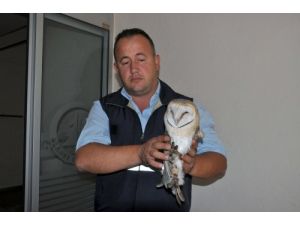 Yaralı Baykuşu Belediye Sahiplendi