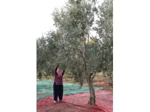 Zeytin Sineği İle Mücadele Dönemi Başladı