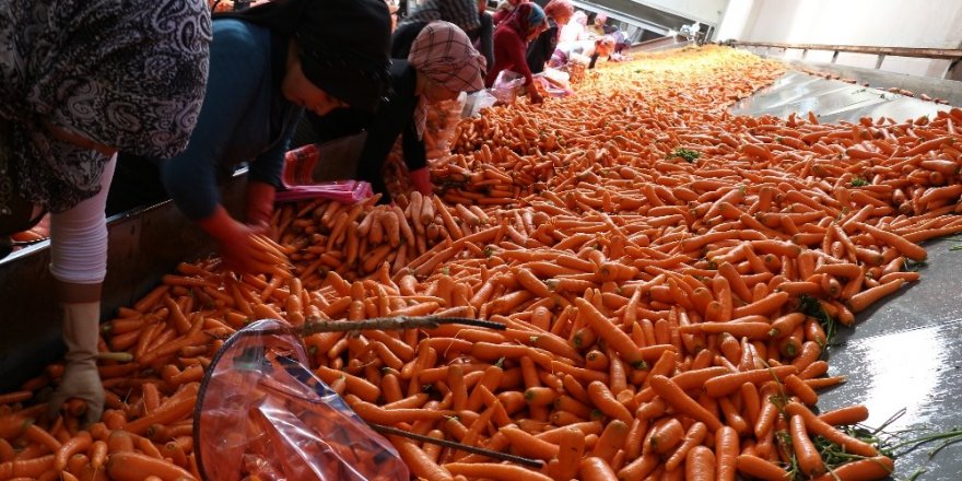 Havucun merkezi Konya’da hasat yapılıyor