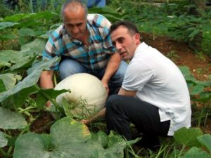 Diyarbakır'dan Getirdiği Tohumlarla 60 Kiloluk Kabak Yetiştirdi