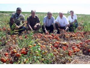 "Salça Fabrikaları, Gün Gelecek Bu Çiftçiyi Bulamayacak"