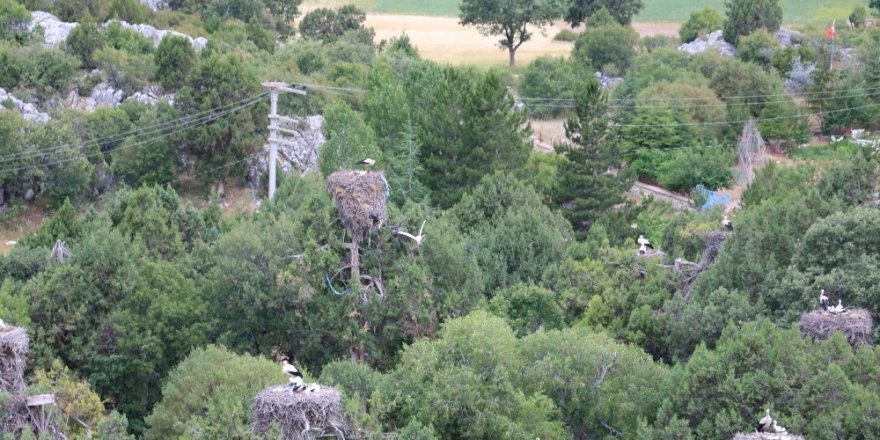 Leylekler Vadisi’nde artık leylekler elektrik tellerine takılarak ölmeyecek