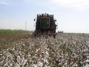 Makinalı Pamuk Hasadında Kimyasal Kullanımı Uyarısı