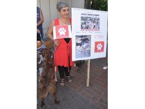 Romanya'daki Köpek Ölümlerini Protesto Ettiler