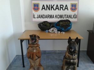 Jandarmanın 'Hassas Burunları' Uyuşturucuya Geçit Vermiyor