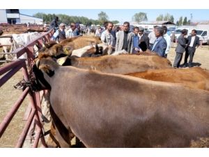 Kurbanlıklar Pazara İndi, Besici Fiyatların Düşüklüğünden Şikayetçi