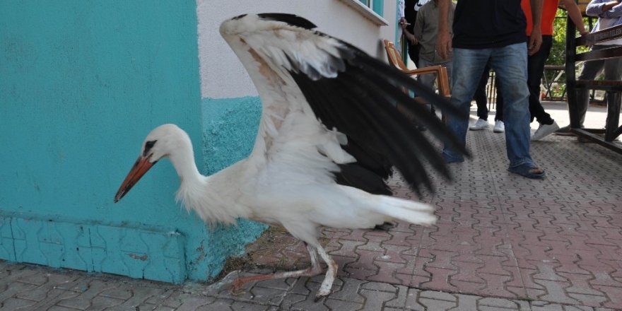 Ayağı kopan ve ayağından yaralı iki leylek tedavi altına alındı