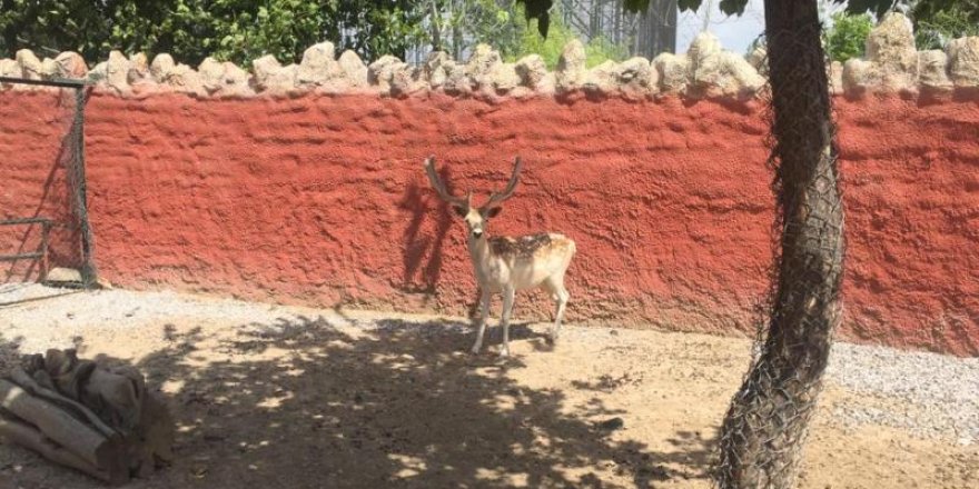 Yaralı yabani hayvanlar bu merkezde şifa buluyor