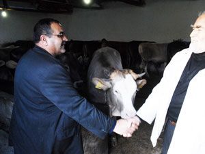 Ağırlığa aldanmamak için kurbanın göğüs ölçüsüne bakın
