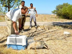 Yaralı Porsuk Dört Ay Sonra Doğaya Salındı