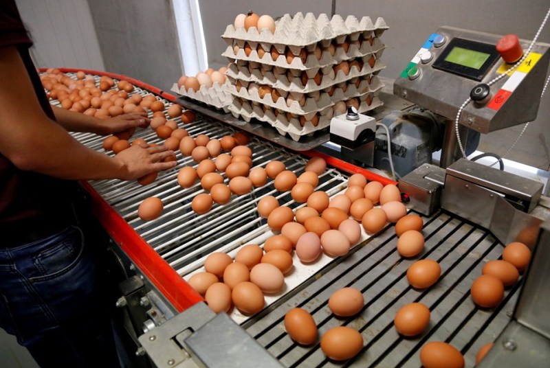 Yumurtada kriz: 17 milyon tavuk kesildi 1 milyonu telef edildi!