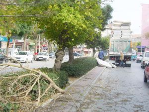 Aşırı yüklü kamyon ağaçları budadı