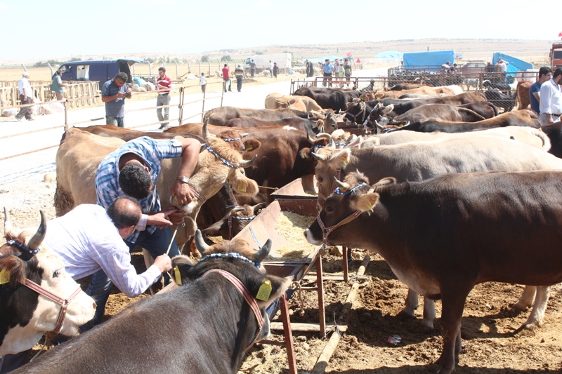 Kurban piyasası hareketlendi