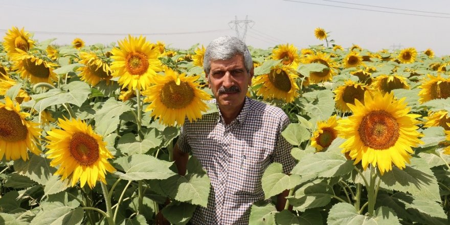 Konya Ovası’nda ayçiçeğinde verimin artması bekleniyor