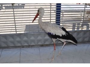 Kanadı Kırık Leylek 1 Aylık Tedaviyle İyileşti