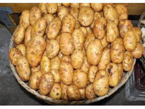 Amasya’da Organik Beyaz Patatesin İlk Hasadı Yapıldı