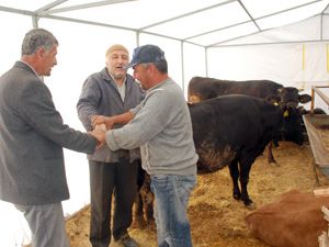 Kurbanlıklar pazarda
