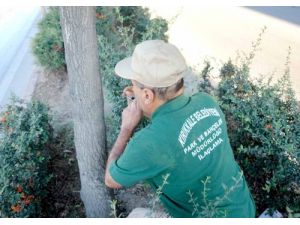 Haşerelere Karşı Teknolojik Mücadale Başlatıldı