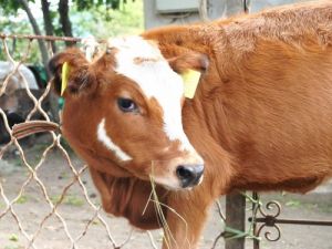 Büyükbaş Hayvanlar Küpelenerek Kayıt Altına Alınıyor