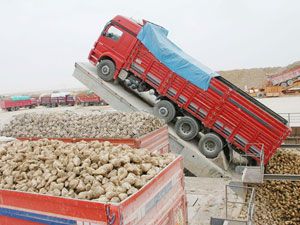 Yağışlar pancarı tatlandırdı