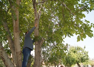 Ceviz ağaçları çırpılıyor
