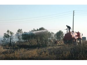 Arazi Yangını Zeytinliğe Sıçradı