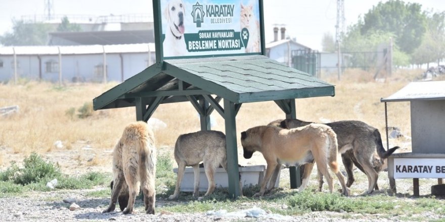 Sokak hayvanları için yeni beslenme istasyonları kuruluyor