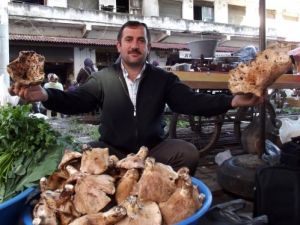 Söğüt Ve Geyik Mantarı Pazarda Yerini Aldı