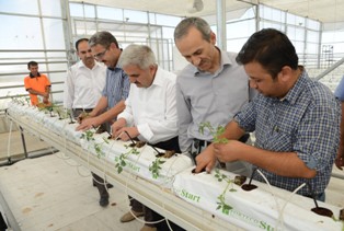 Çöplükten çıkan ısıyla domates üretiliyor